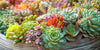 Succulent Watering Guide