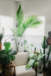 How to Choose the Right Plant for Your Space