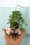 Best Plants for a Bathroom – Greenery That Thrives in Humidity