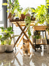 Pet-Friendly Houseplants – Greenery That’s Safe for Cats and Dogs