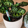 Westland Watering Indicator Small