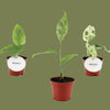 Monstera  mix mini  6cm