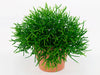 Rhipsalis Mixed 5 cm