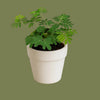 Mimosa pudica mini  6cm