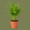 Chamaedorea elegans mini 6cm