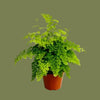 Asparagus setaceus bush 12cm