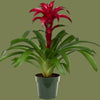 Guzmania 'Mia' mini  5.5cm