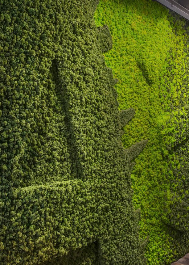Why choose moss walls?