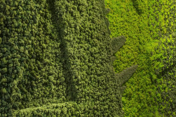 Why choose moss walls?