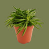 Peperomia happy bean 10cm