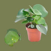 Peperomia raindrop 12cm