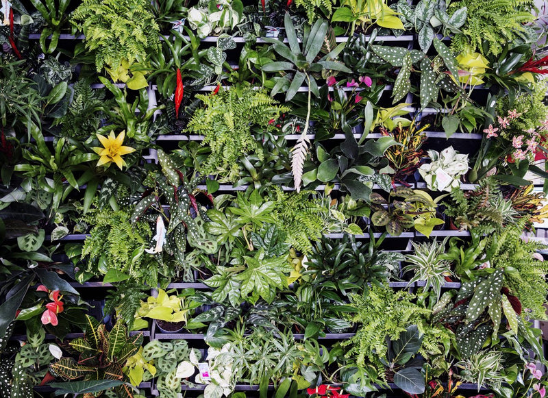 Living Wall Installation