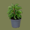 Peperomia Fire Sparks 6 cm