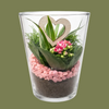 Pink Kalanchoes in Glass Cup 14cm