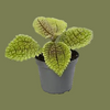 Pilea Moon Valley 6 cm