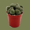 Pleiospilos Nelii 5 cm