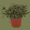 Rhipsalis Mixed 5 cm