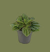Peperomia caperata amazonas 12cm