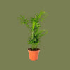 Chamaedorea elegans mini 7cm