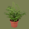 Asplenium Parvati 9 cm