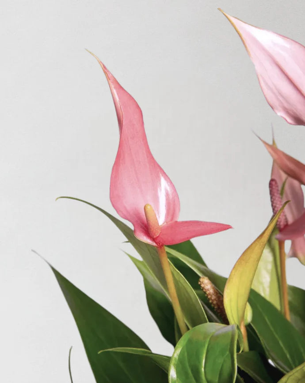 anthurium lilli Anthurium royal lilli pink 7cm – Creative Nature