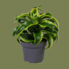 Dracaena dragontree tornado  6cm