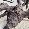WIO Black Tree Trunk Size < 10 cm XS