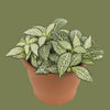 Fittonia  mini mini mix  7cm