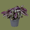 Tradescantia mix 6cm