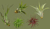 Tillandsia mix mini  5.5cm