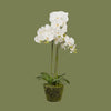 Orchid with moss on pot 8cm