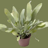 Phlebodium aureum mini  6cm