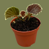 Begonia Darthvaderiana Green Spot 8cm