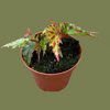 Begonia Pink Dottie 8cm