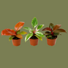 Philodendron Mix 6cm