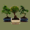 Bonsai and Pot (mixed) 15cm