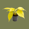Philodendron Neon 6cm