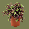 Crassula Marginalis 12cm