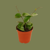 Hoya Mathilde Splash 6cm