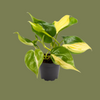 Philodendron scandens Brasil 6cm