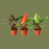 Philodendron Mix 17cm
