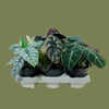 Calathea special mixed 14cm