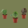Hedera mixed 11cm