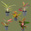 Bromelia mixed 3 varietys 12cm