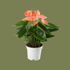 Anthurium royal spirit champion 12cm