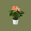 Anthurium royal lilli pink 12cm