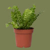 Asplenium Nidus Crispy Wave 6 cm