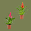 Cactus Bromelia Mixed 5 cm