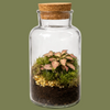 Mini Glass Bottle Terrarium 8x15cm