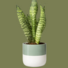 Mixed Exotic Plant Green in two tone pot 13cm